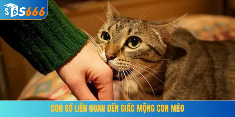 Con số liên quan đến giấc mộng con mèo
