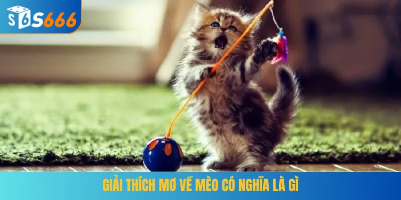 Giải thích mơ về mèo có nghĩa là gì