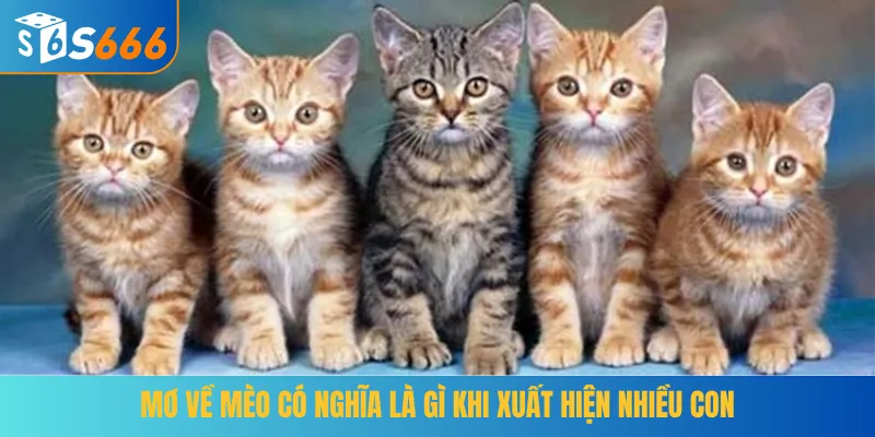 Mơ về mèo có nghĩa là gì khi xuất hiện nhiều con